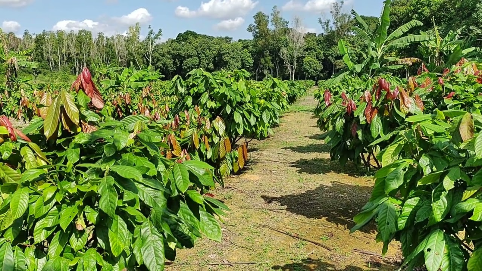 Produtores de Cacau: Conheça os 10 Erros Mais Comuns no Cultivo e Como Evitá-los