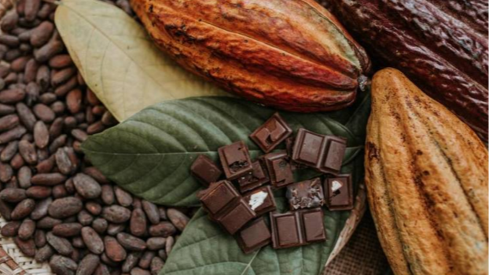 Cacau Fino: Definição, Classificação, etapas e processos. 