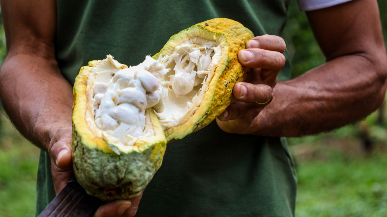 Produção de cacau do Pará aumenta 4%, aponta Sedap